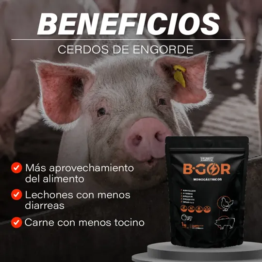 Beneficios para cerdos